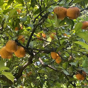 CJ's seville marmalade