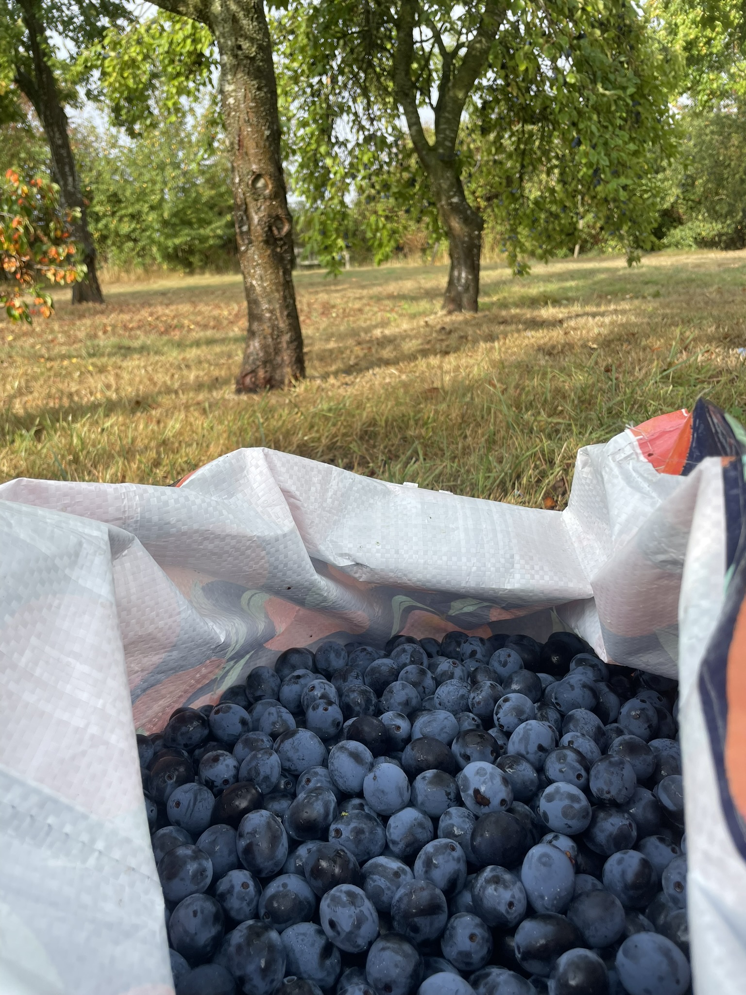CJ's damson jam - Image 3