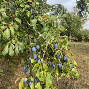 CJ's damson jam